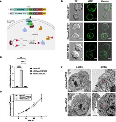 Dynamic changes in the proximitome of neutral sphingomyelinase-2 (nSMase2) in TNFα stimulated Jurkat cells